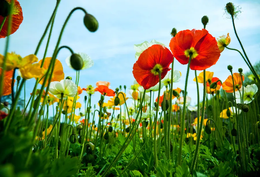 A beautiful field of poppies